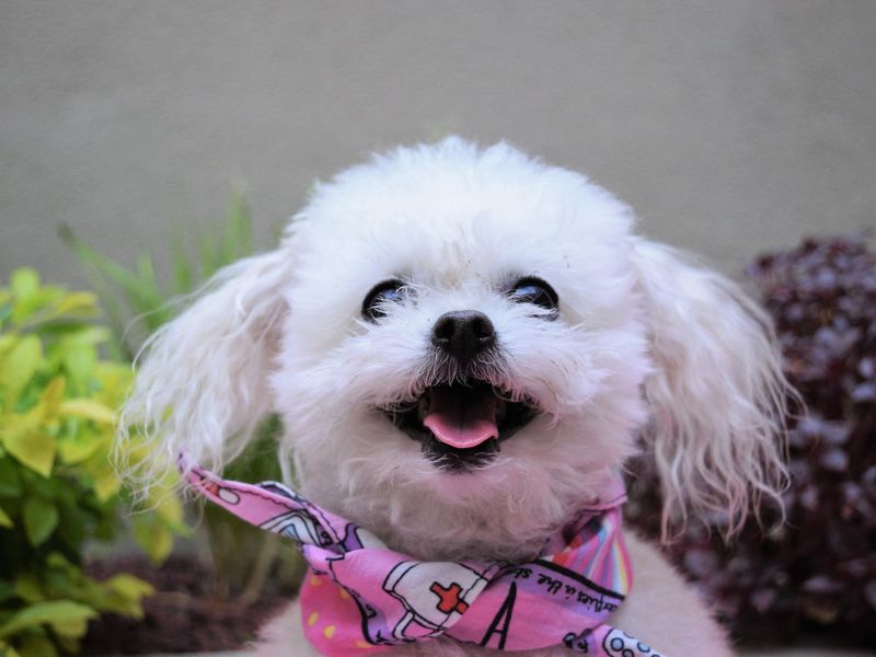 A fluffy white dog with curly ears smiles joyfully, wearing a pink bandana.