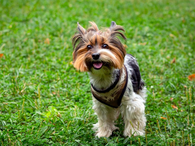 Cheerful small dog with fluffy fur and pointed ears stands in grass.